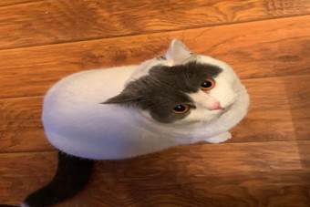 说明:C:\Users\15325\Desktop\新意-会计193-李青青\猫-会计193-李青青.JPG